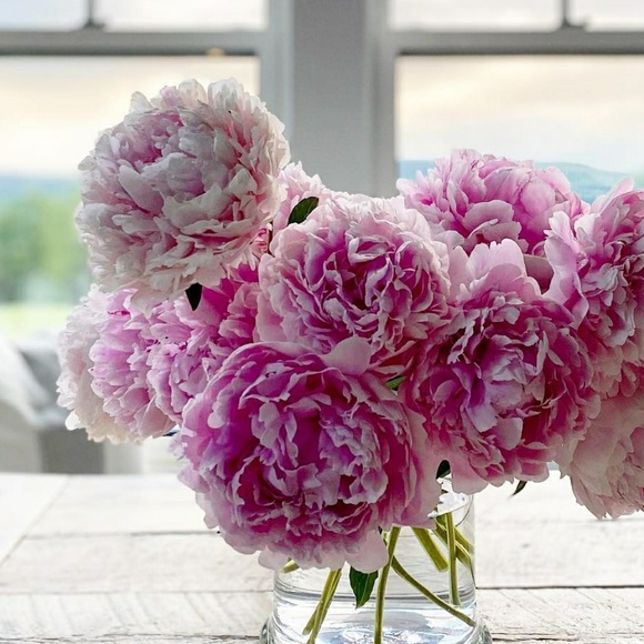 Meet your Posher, Stephanie - Picture 1 of 1